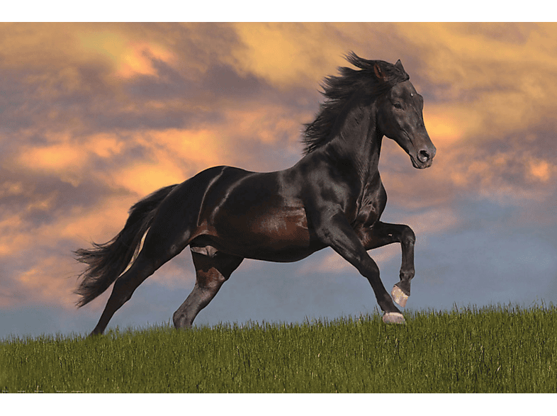 Pferde - Schwarzer Hengst | MediaMarkt