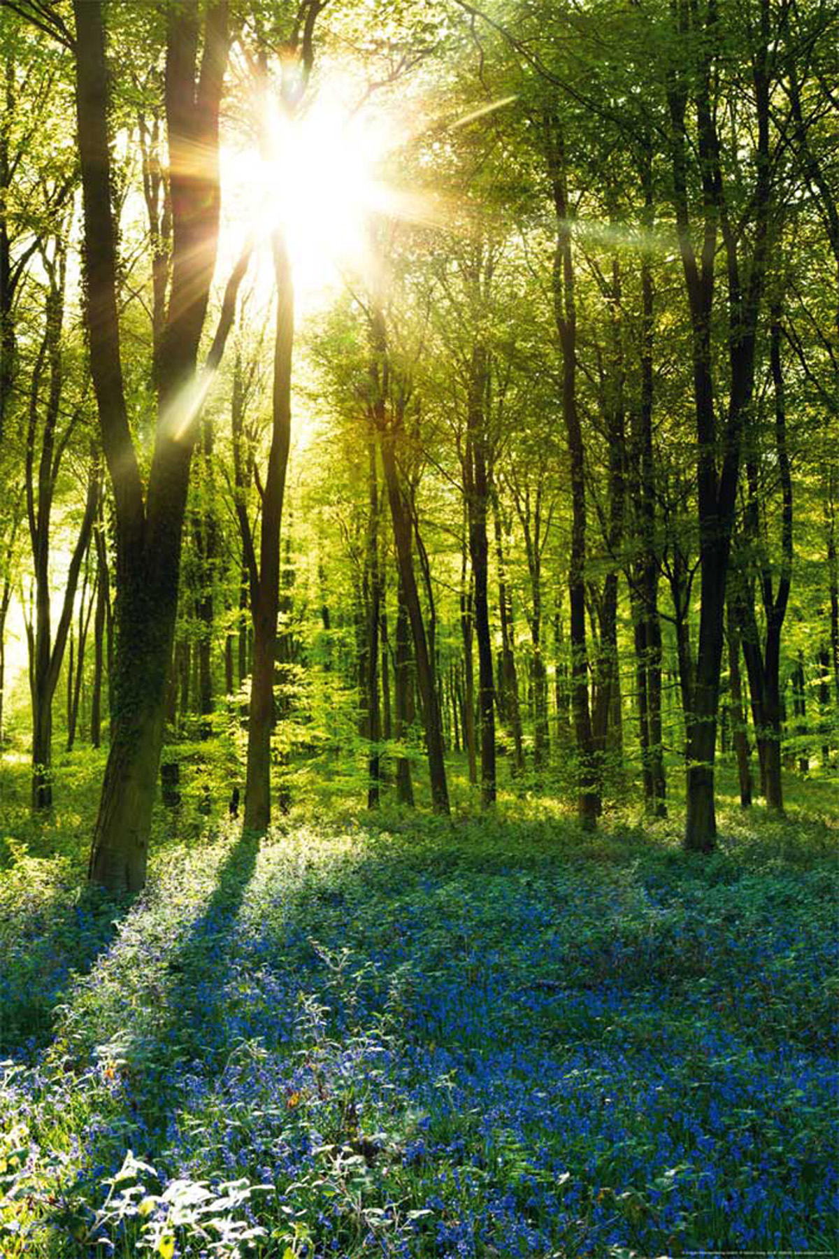 Bluebell Wood Sunrise - Forests