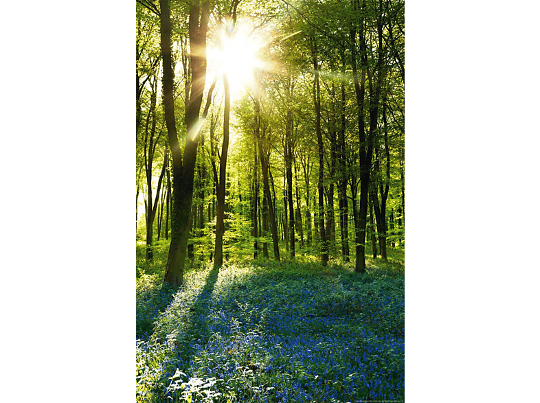 Forests - Sunrise Bluebell Wood