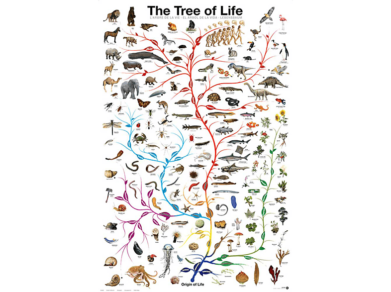 Bildung - Educational - Life Tree of