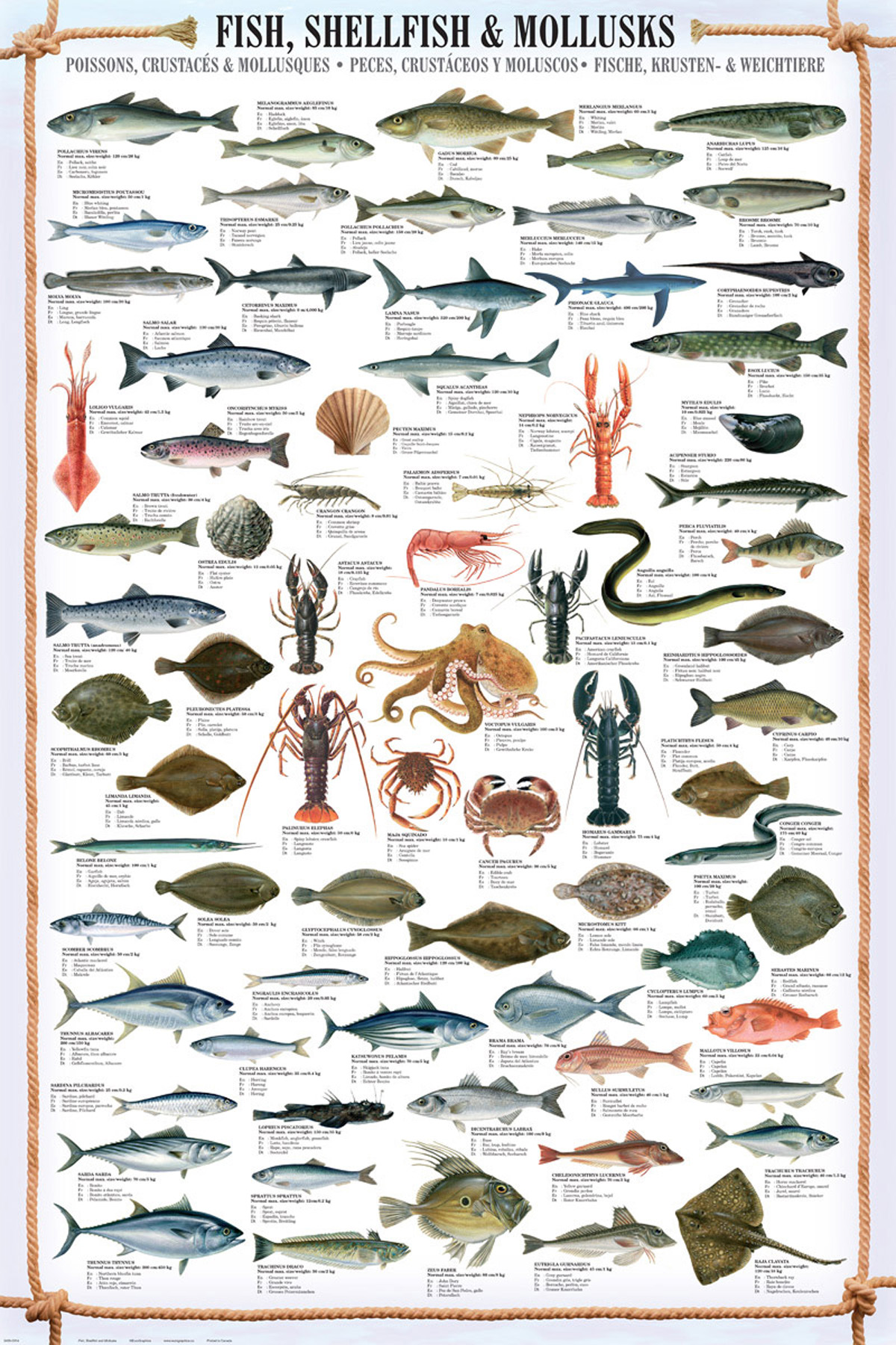 Educational - Bildung Shellfish - Fish, & Mollusks