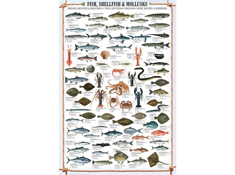 Educational - Bildung Shellfish - Fish, & Mollusks