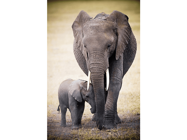 Africa - and Elephant Baby