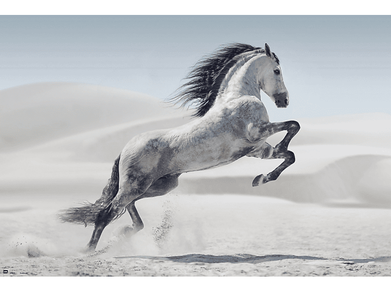Pferde - Grauschimmel | Merchandise