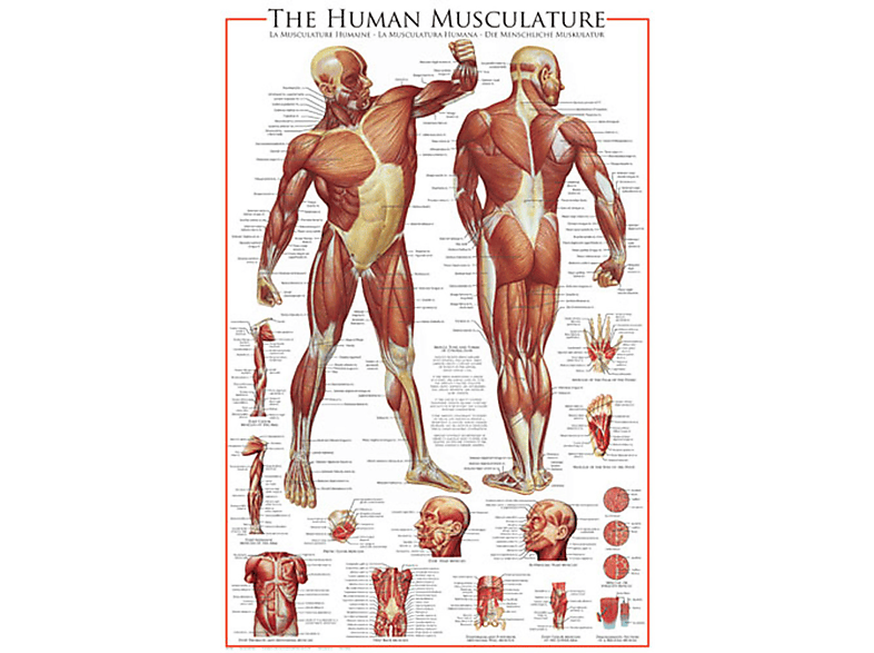Educational - Bildung - The Muscular System
