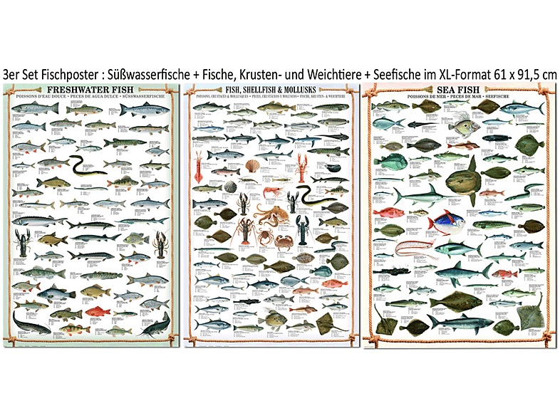 Fische, - Krustentiere usw. Fischposter Set