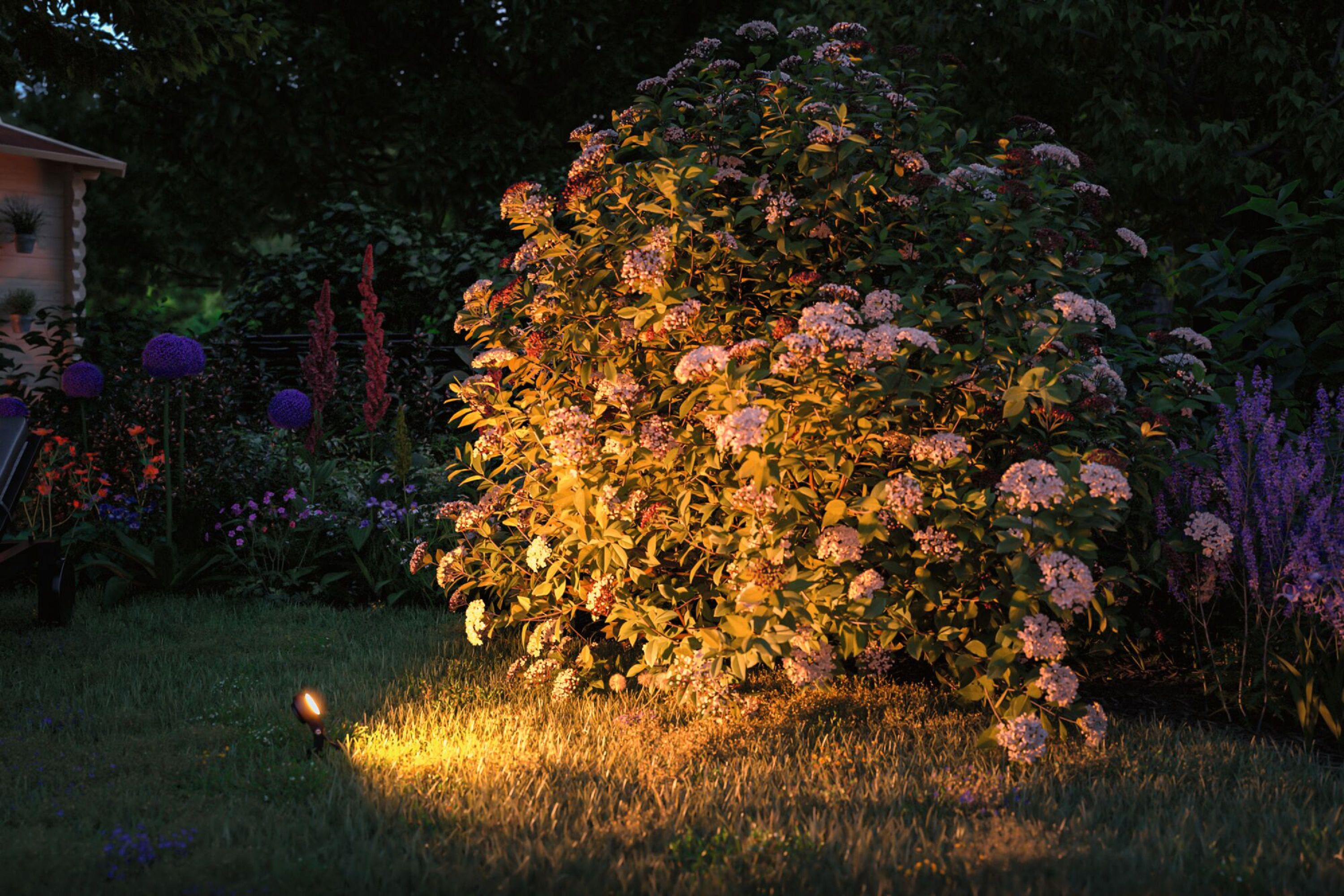 Eine Gartenszene bei Nacht mit einem Scheinwerfer, der einen Busch beleuchtet. Andere Blumen sind ebenfalls sichtbar.