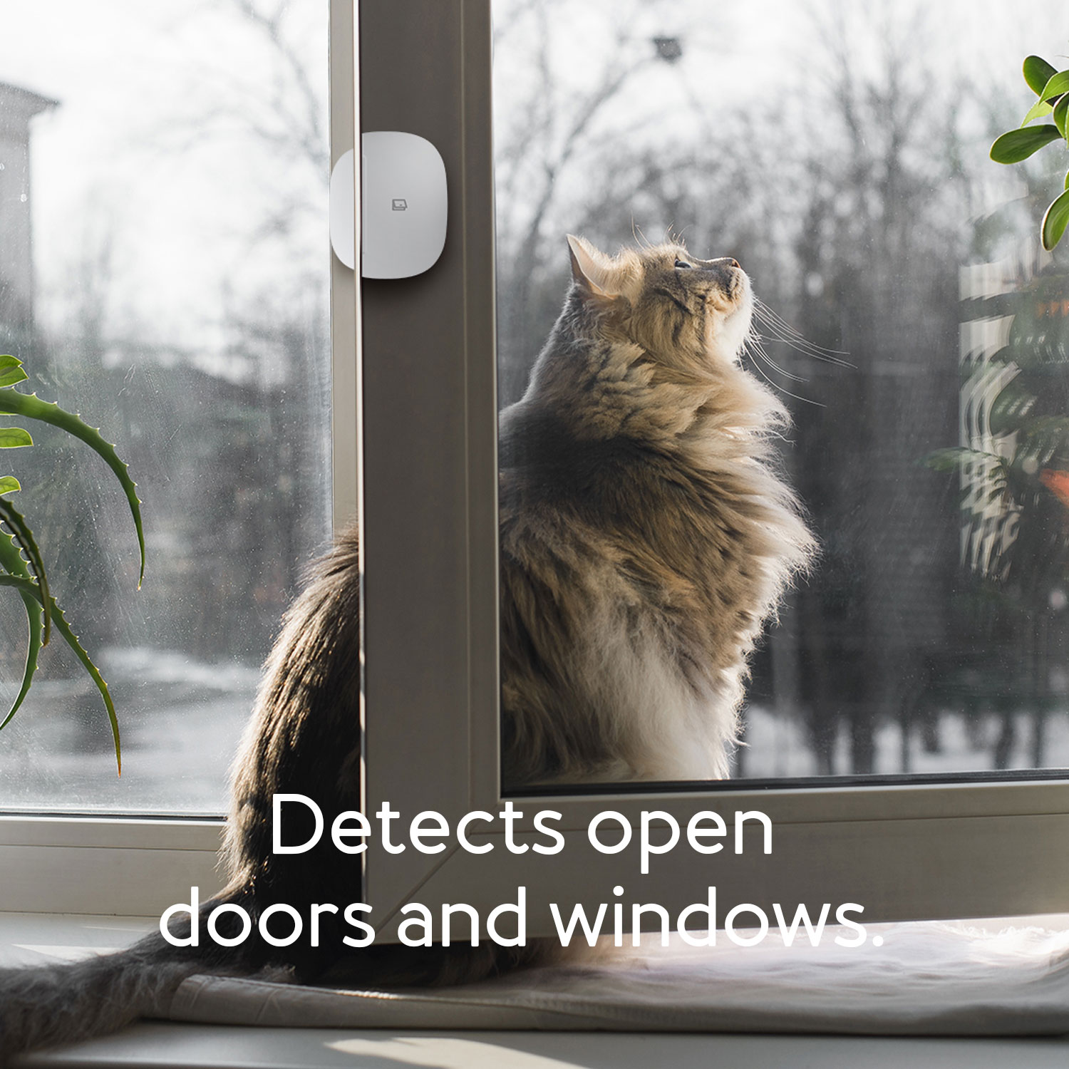 Eine Katze, die aus einem Fenster schaut, mit einem Sensor an der Wand.
