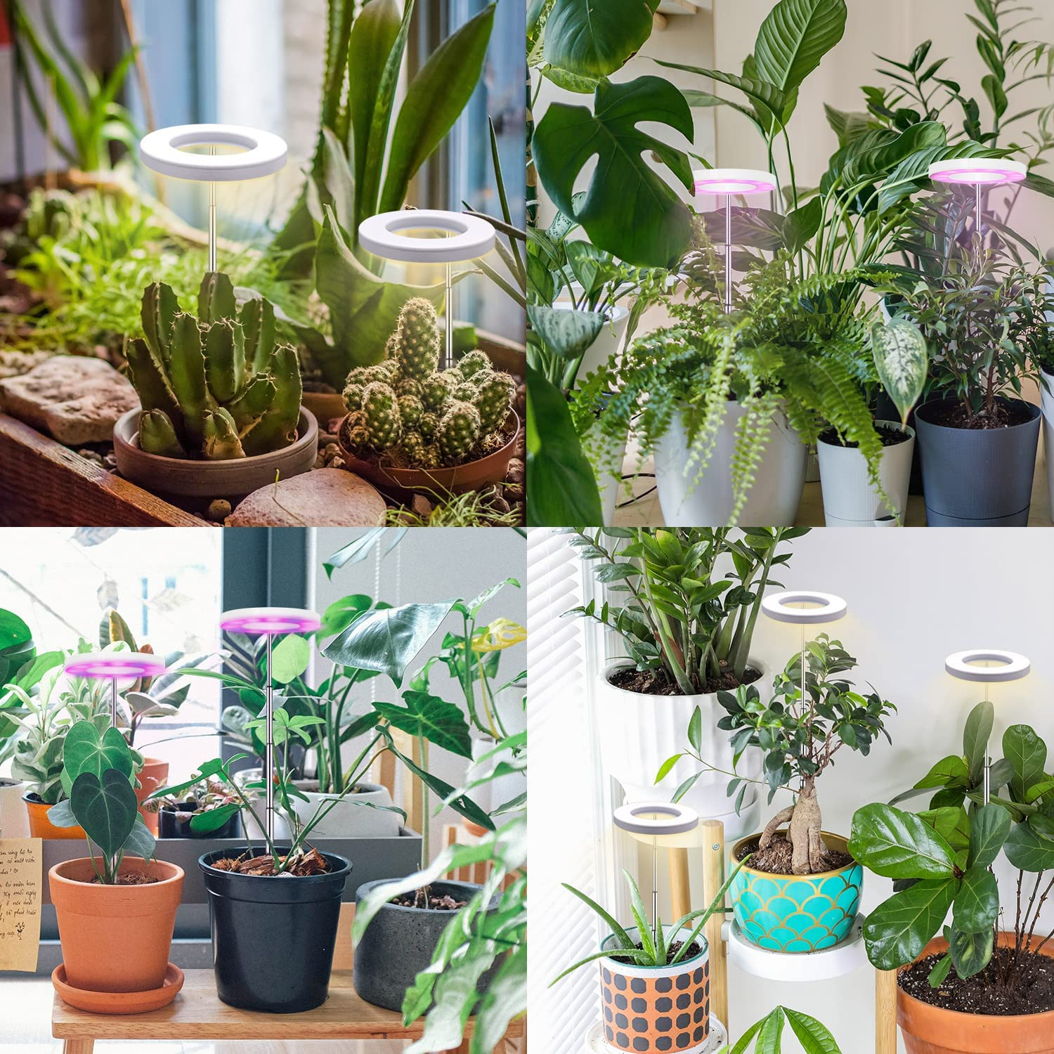 Meerdere planten met groeilampen. Verschillende planten in potten, van bovenaf verlicht.