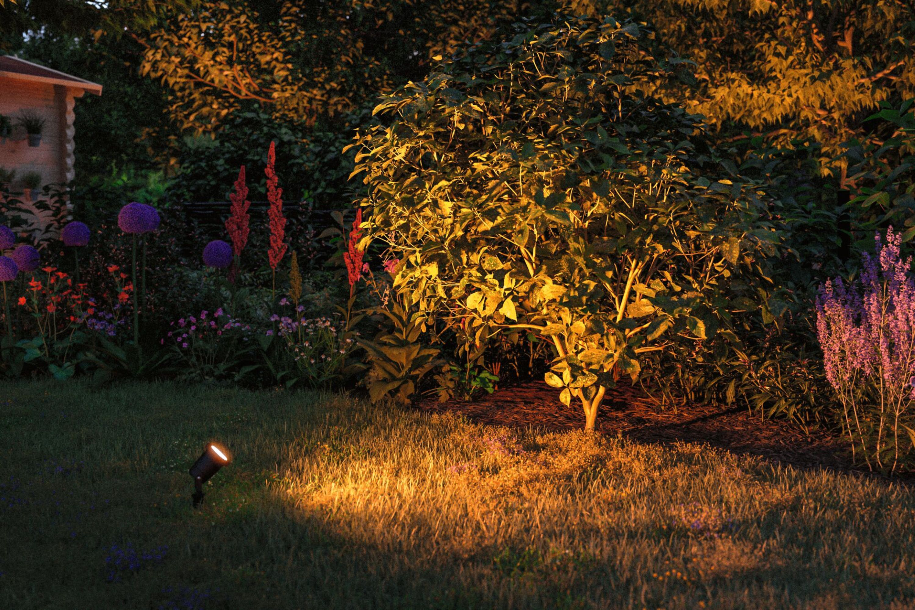 Un giardino illuminato di notte. Un faretto illumina un albero, con fiori ed erba in primo piano.