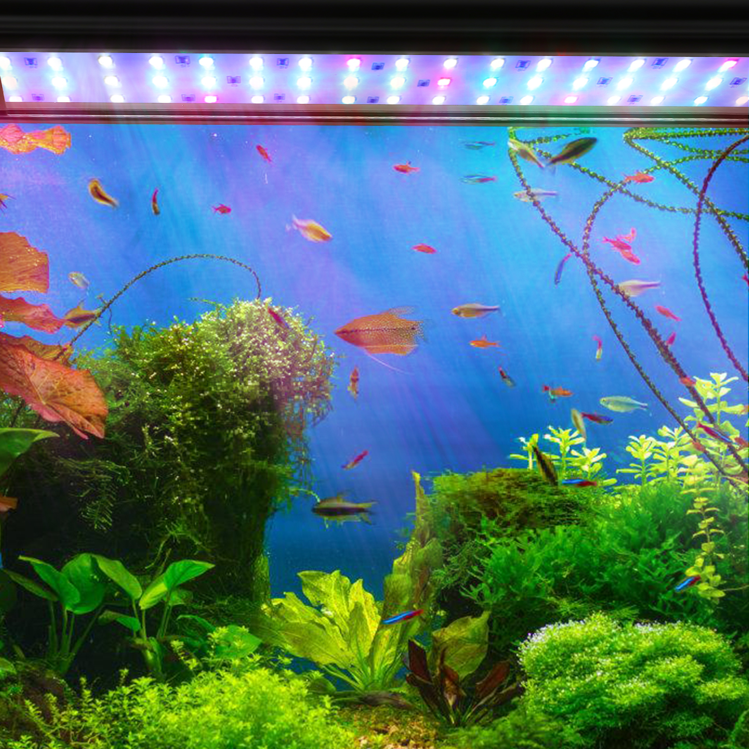 ALIZENDEH VV 8140 LED Aquarium