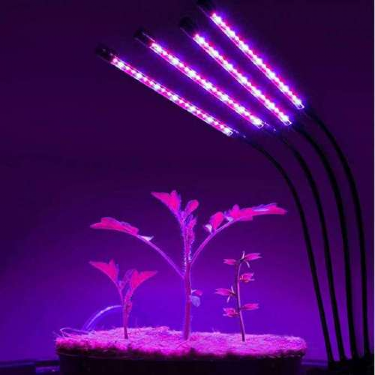 Lila LED-Pflanzenlichter, die kleine Pflanzen in einem Topf beleuchten.
