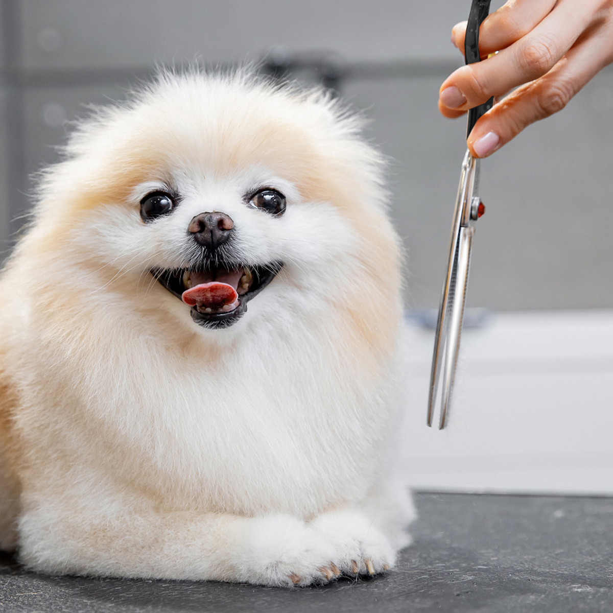 Un perro esponjoso, color crema con tijeras. Una mano sostiene las tijeras cerca de la cara del perro.
