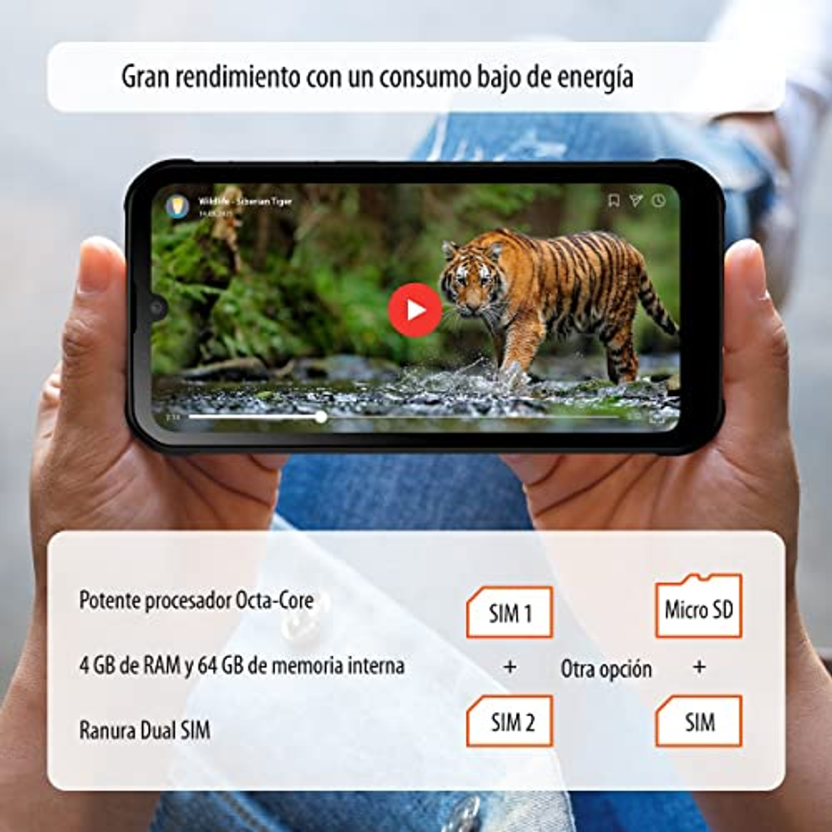 Eine Person hält ein Smartphone, das ein Video eines Tigers zeigt, der in einer natürlichen Umgebung geht.
