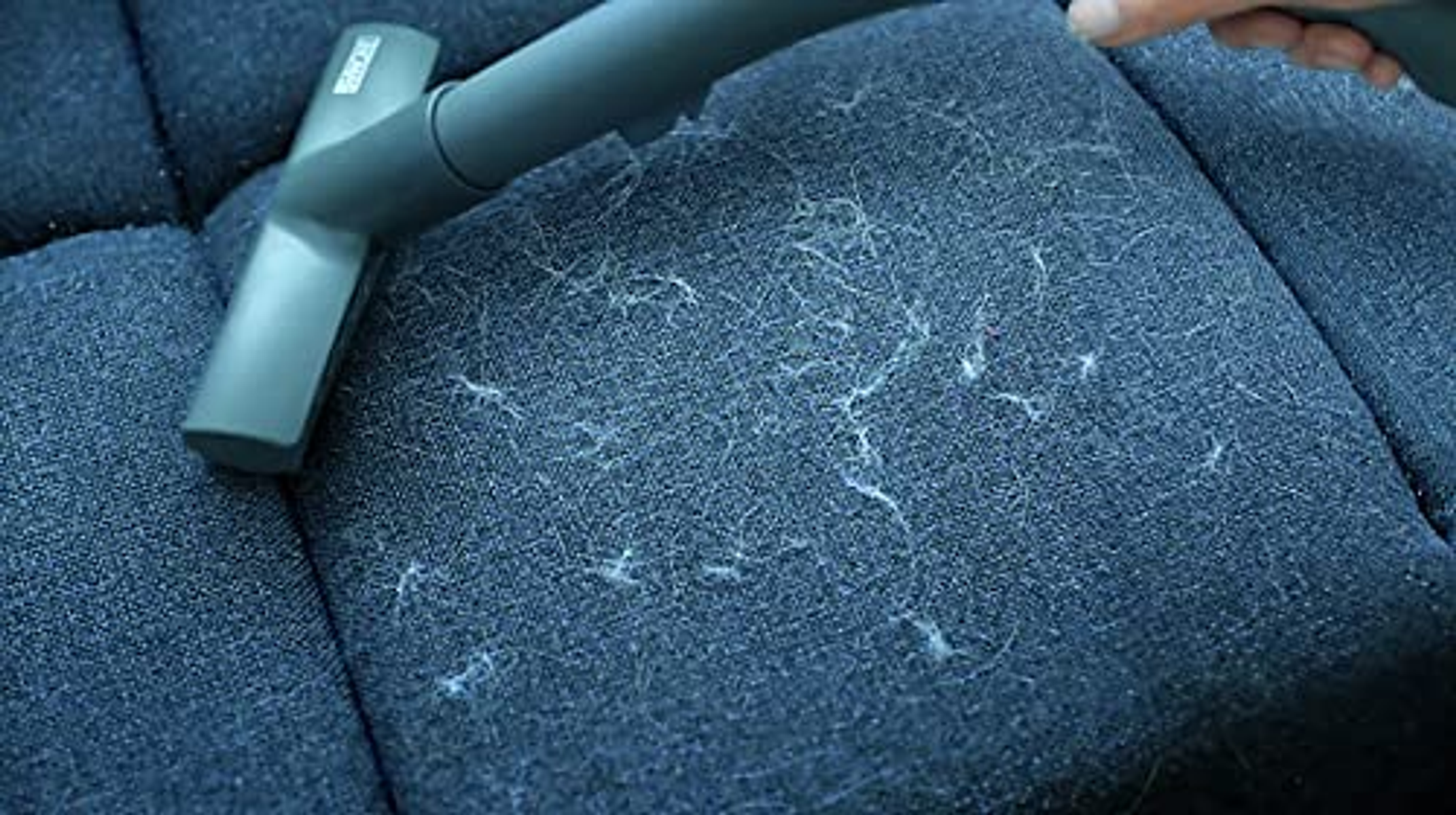 Dysza odkurzacza usuwająca sierść zwierząt z niebieskiej sofy.