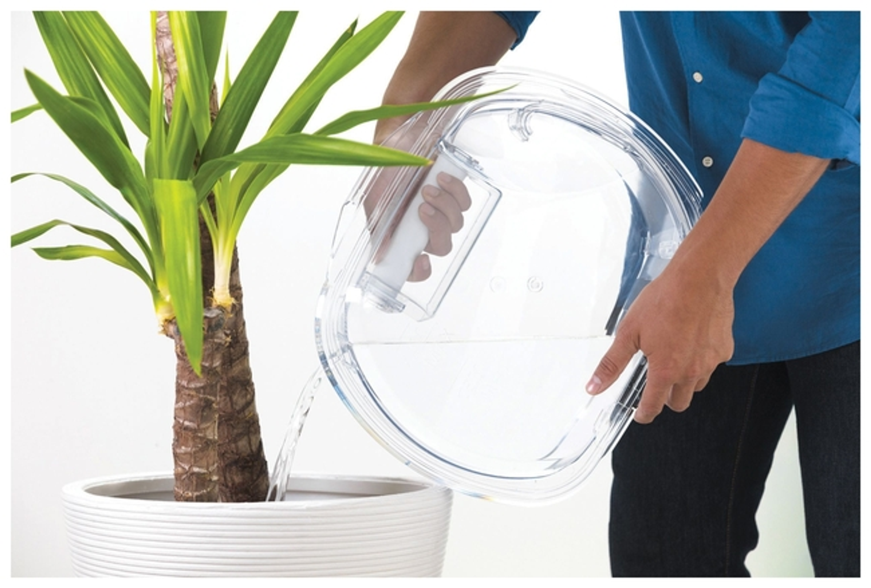 Una persona vertiendo agua de una jarra transparente en una planta en maceta.