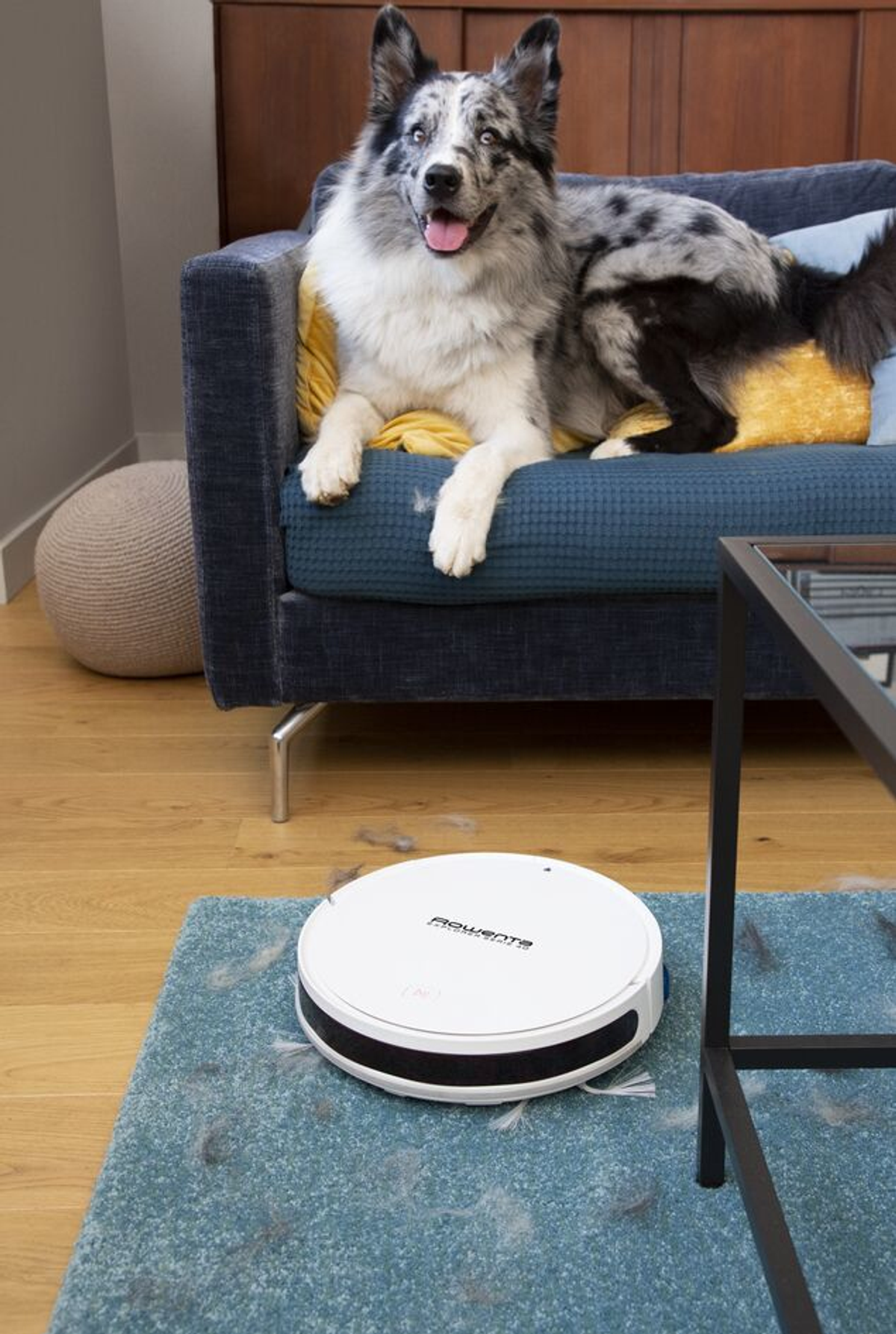 Pies siedzi na kanapie, robot odkurzający czyści podłogę pokrytą sierścią.
