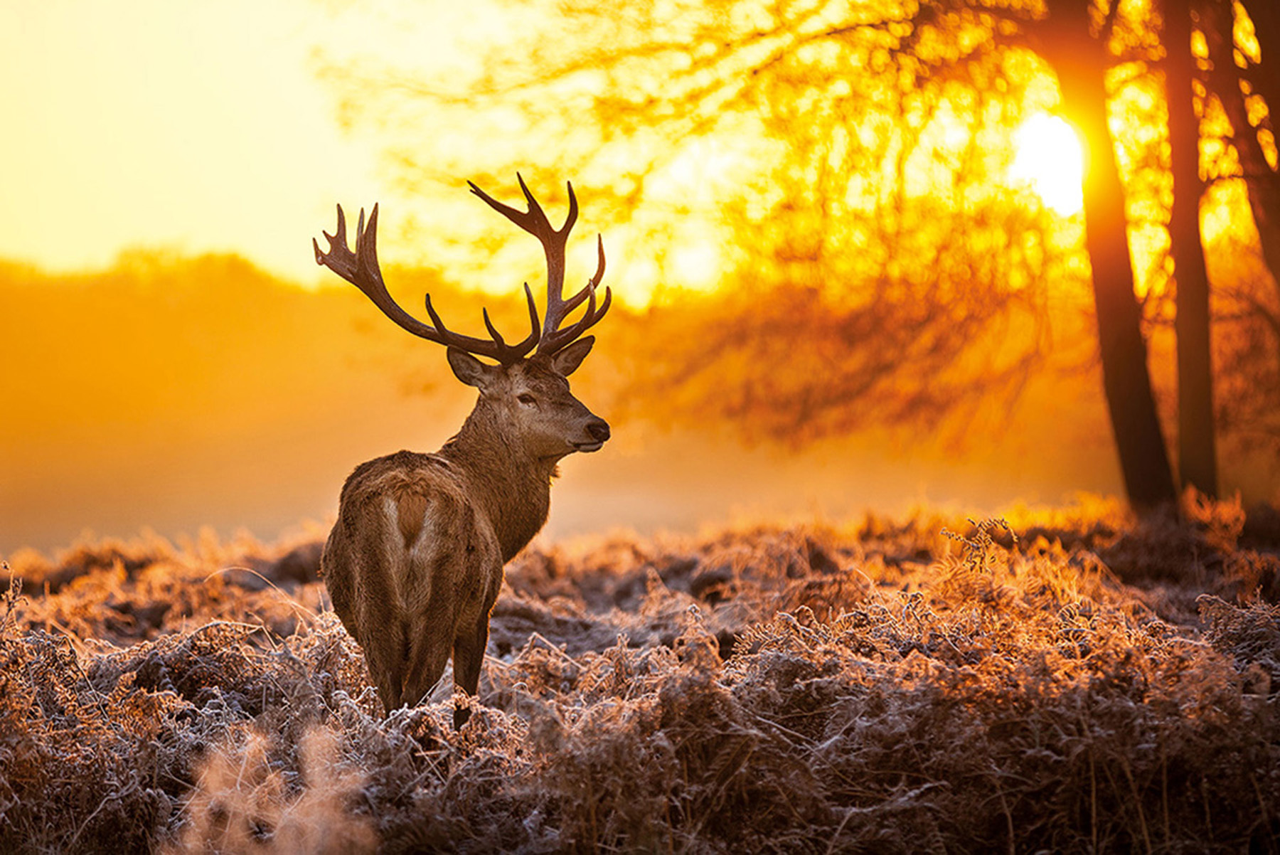 Landschaften - Golden Stag