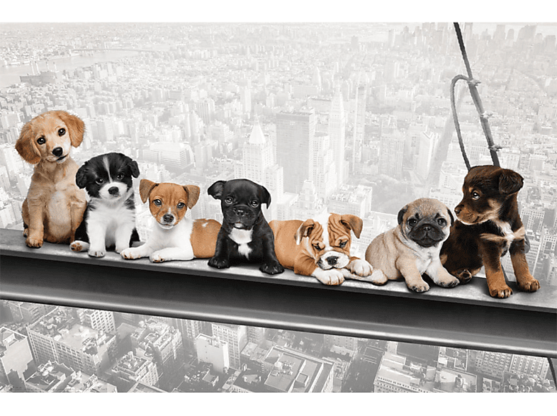 Hunde auf Stahlträger - New York Skydogs