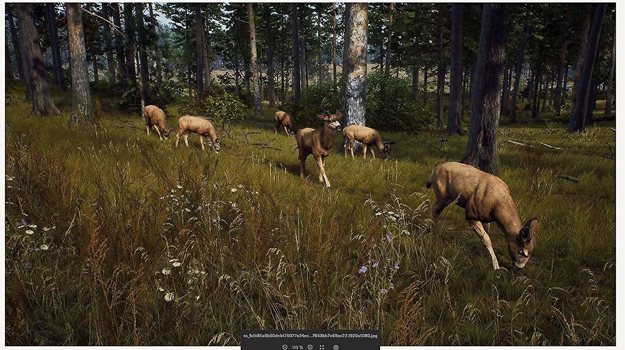 Ciervos pastan en un claro del bosque. Los árboles forman el fondo.