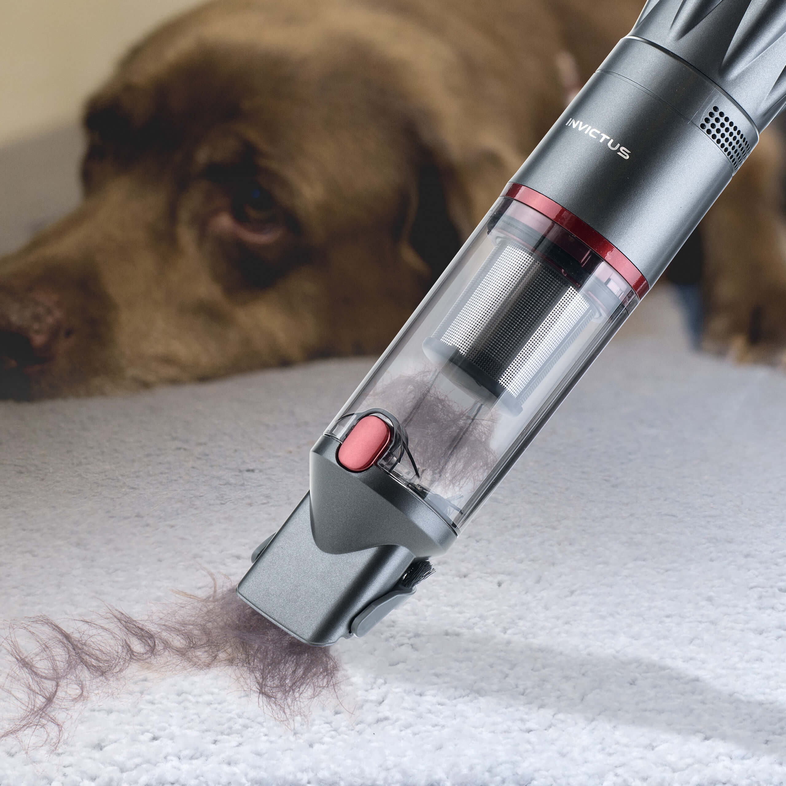Staubsauger reinigt Teppich mit Tierhaaren. Hund im Hintergrund.