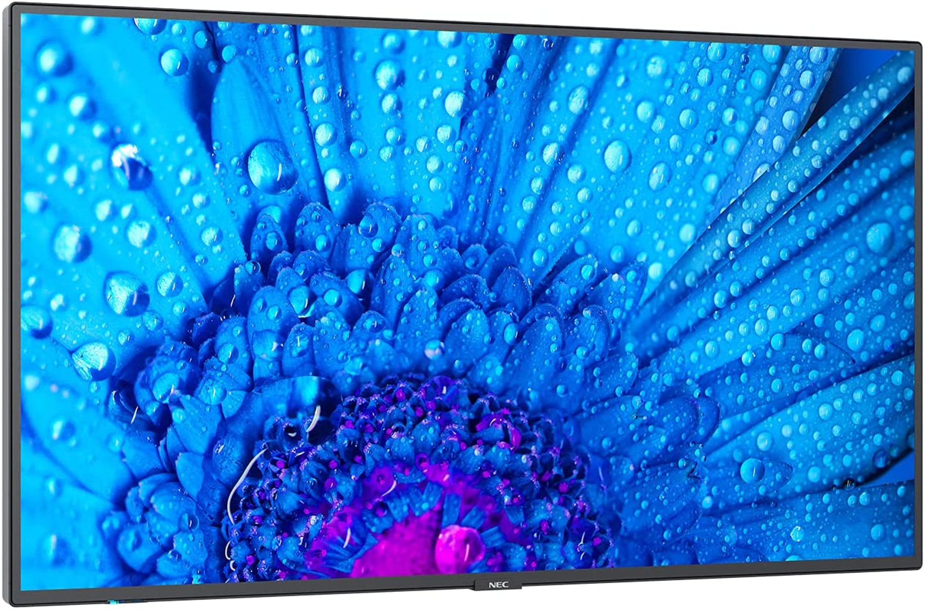 Un grande schermo TV mostra un vibrante fiore blu con goccioline d'acqua. È un primo piano.