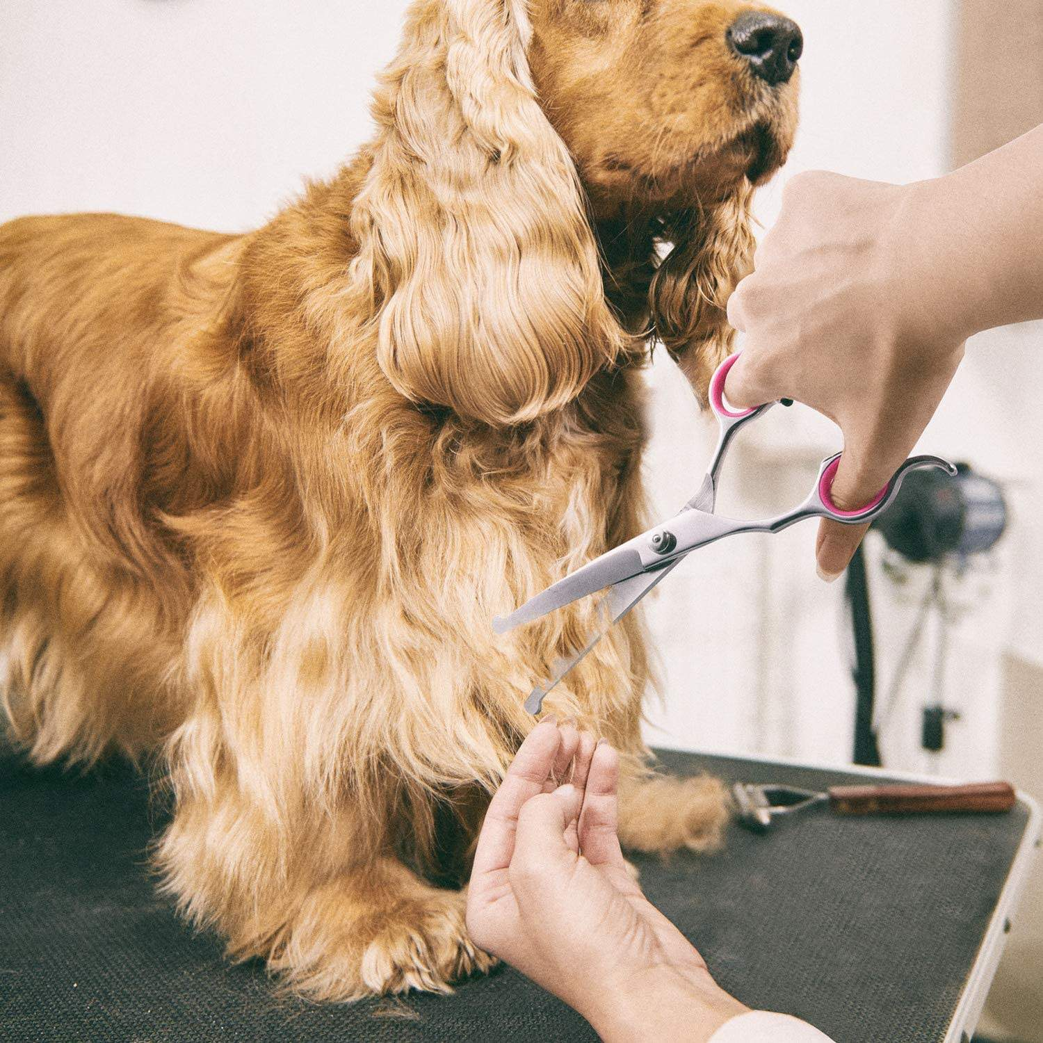 Person using scissors to trim dog's fur on grooming table.