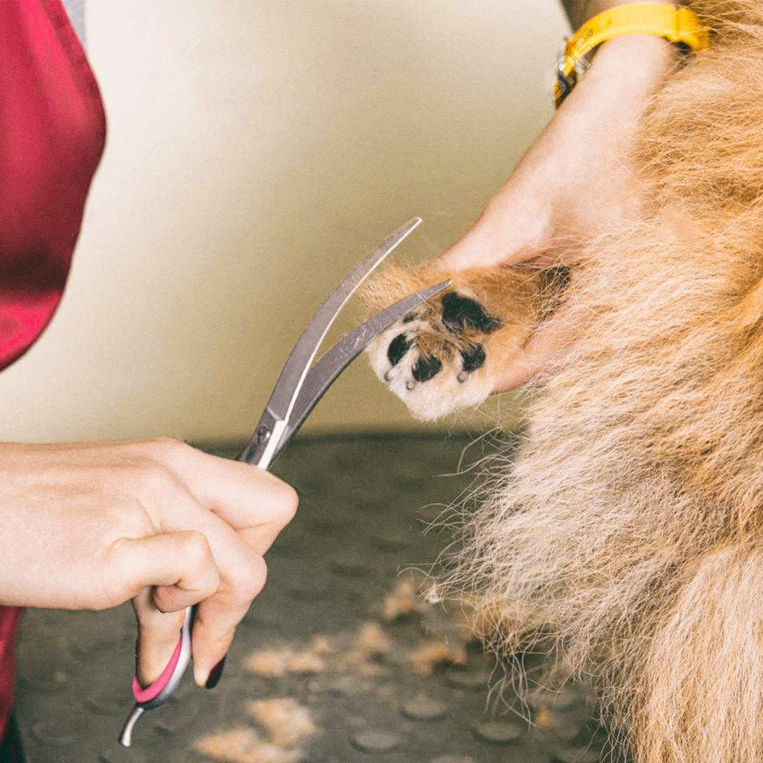 A person trimming a dog's paw nails with scissors. The dog is brown and fluffy.