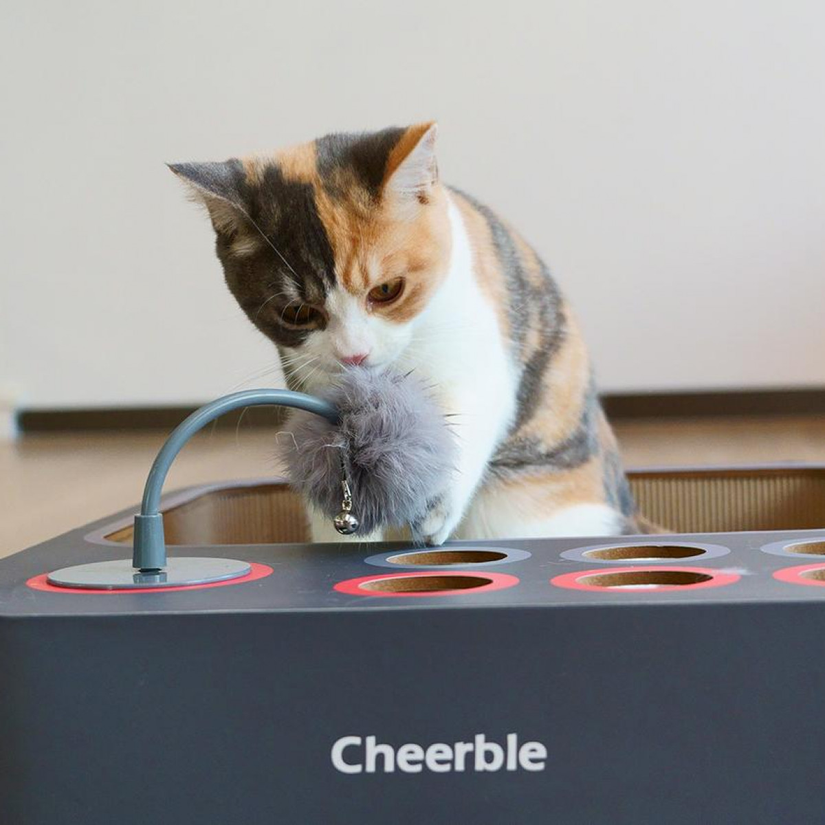 Eine Schildpattkatze spielt mit einem grauen Pompon-Spielzeug in einer Katzenspielzeugkiste. Die Katze konzentriert sich auf das Spielzeug.