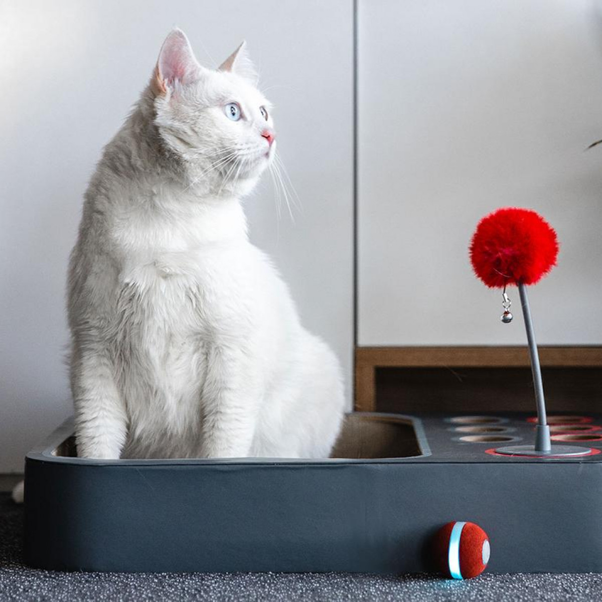 Weiße Katze sitzt in einer grauen Katzentoilette und schaut auf ein rotes Spielzeug. Weißer Hintergrund.