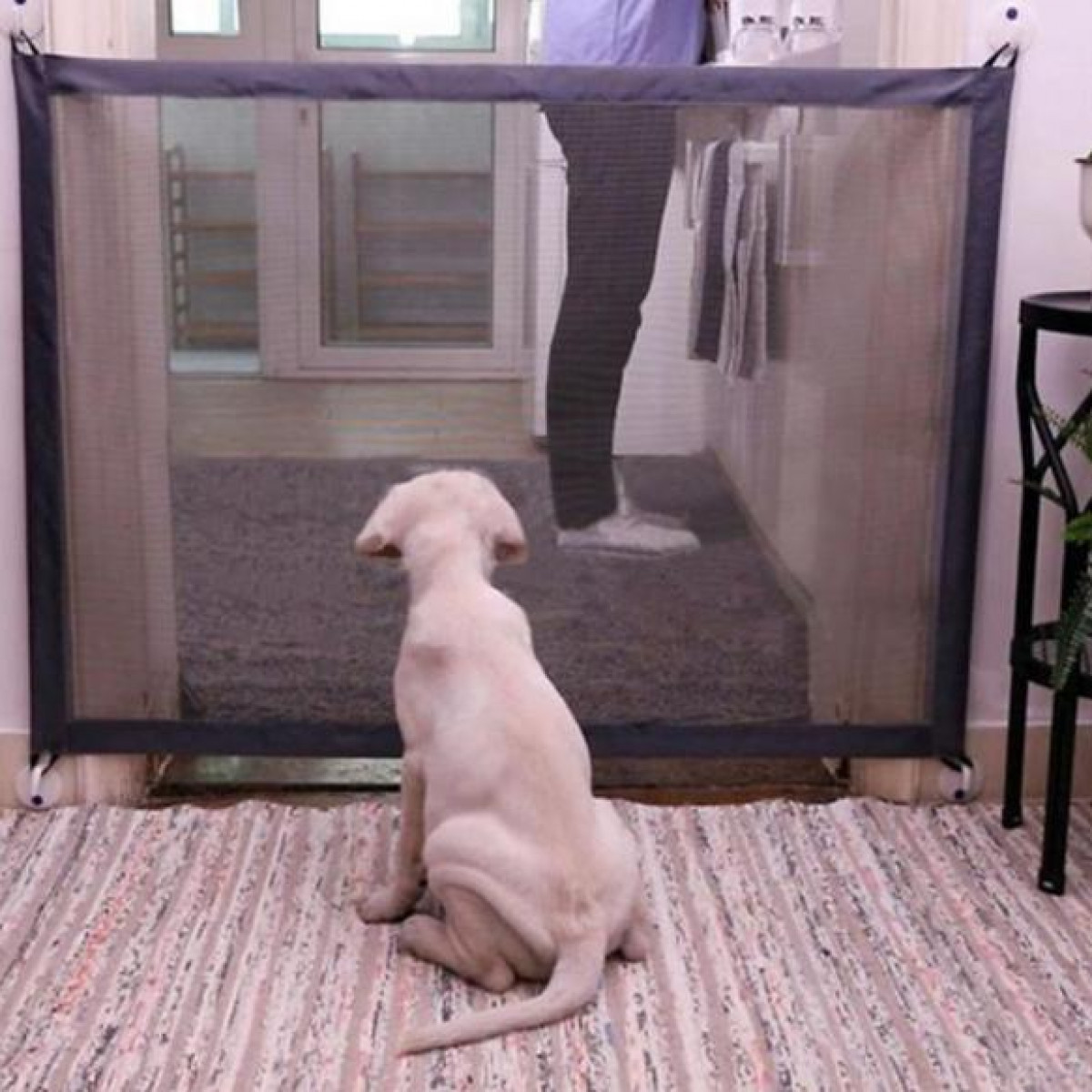 Ein Hund sitzt und blickt durch ein Maschentor. Im Hintergrund steht eine Person.