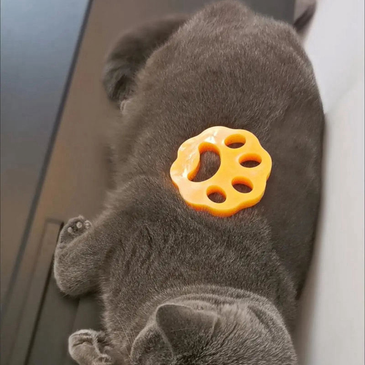 Graue Katze liegt mit einem orangefarbenen Fellpflege-Werkzeug auf dem Rücken.