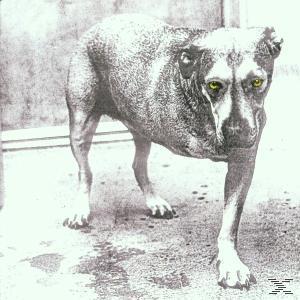 Hund mit gelben Augen, stehend in einem Schwarz-Weiß-Bild.