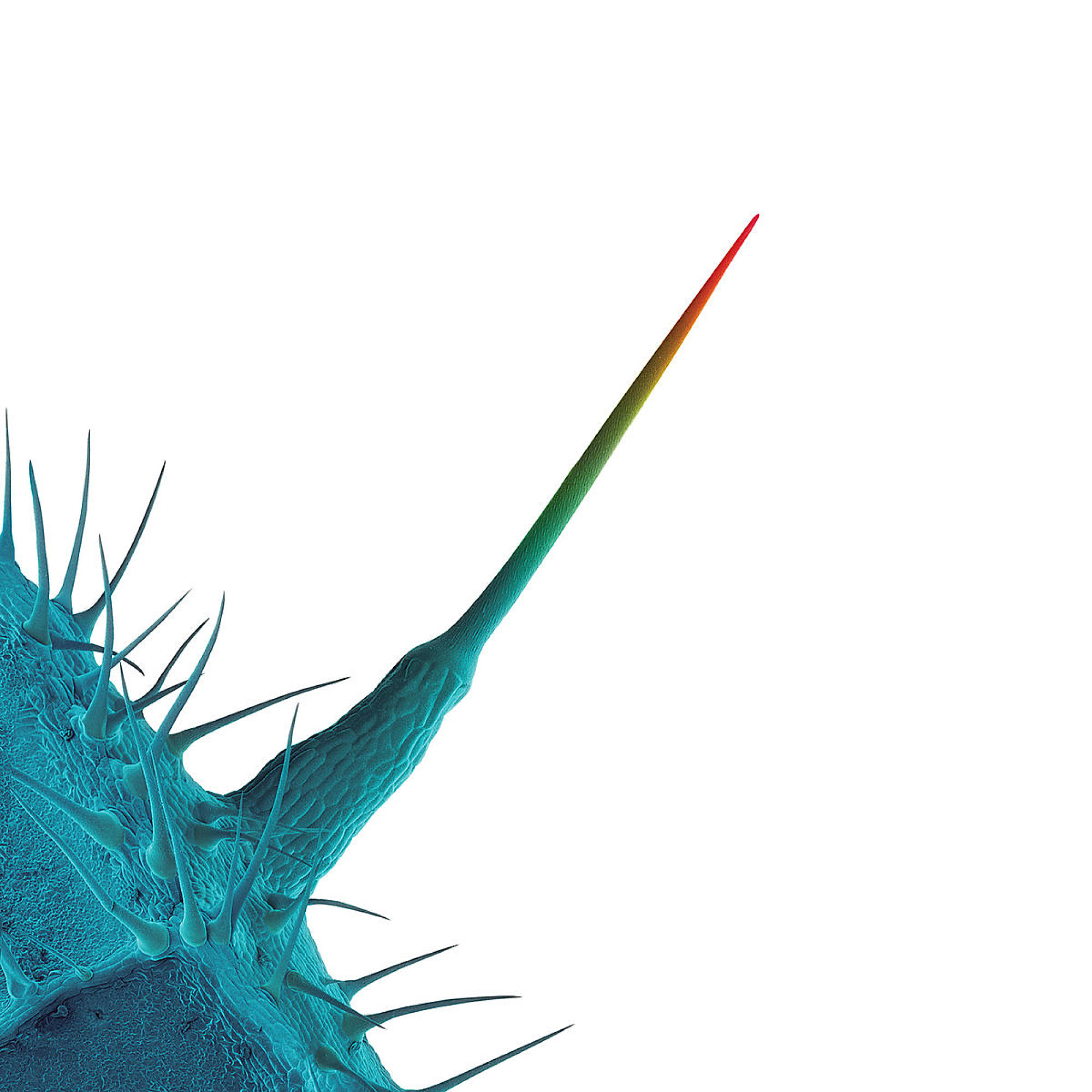 Nahaufnahme eines Pflanzenstachels, blauer Sockel und grüne, gelbe und rote Spitze auf Weiß.