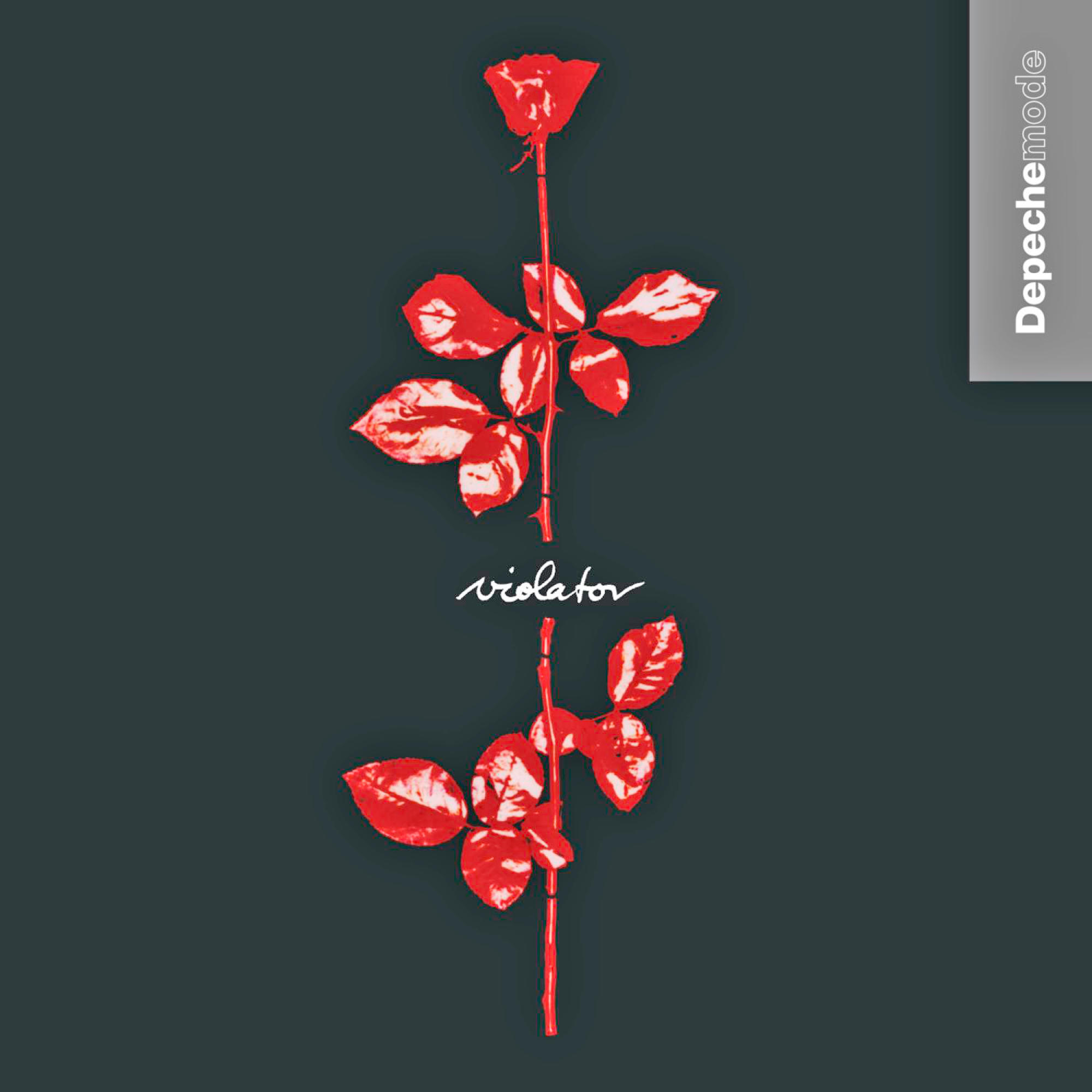 Albumhoes van een rode roos met het woord 'violator'.