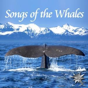 Walflosse im blauen Wasser. Berge im Hintergrund, Himmel darüber. Albumcover.