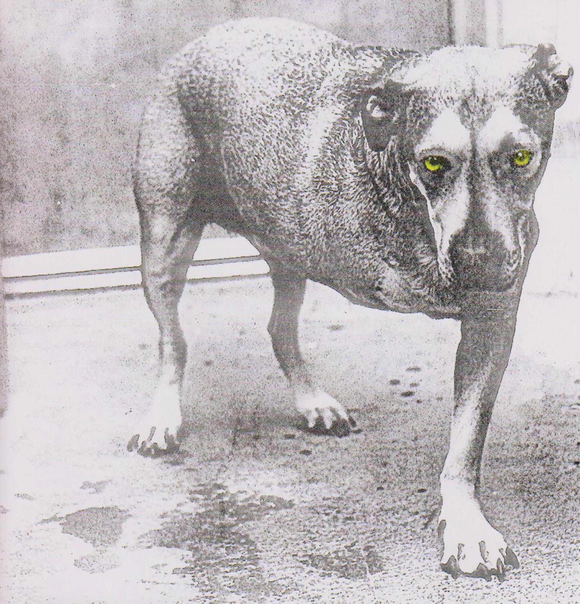 Monochrome Bild eines Hundes mit grünen Augen. Der Hund steht auf einer Betonoberfläche.