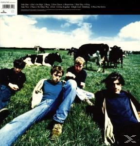 Albumcover mit Bandmitgliedern auf einer Wiese mit Kühen. Der Himmel ist blau.