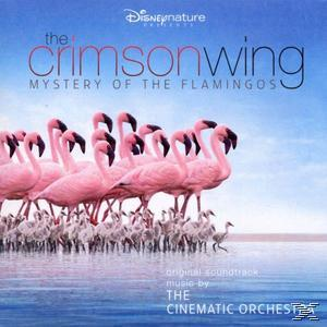 Eine Gruppe rosa Flamingos steht im flachen Wasser mit blauem Himmel.