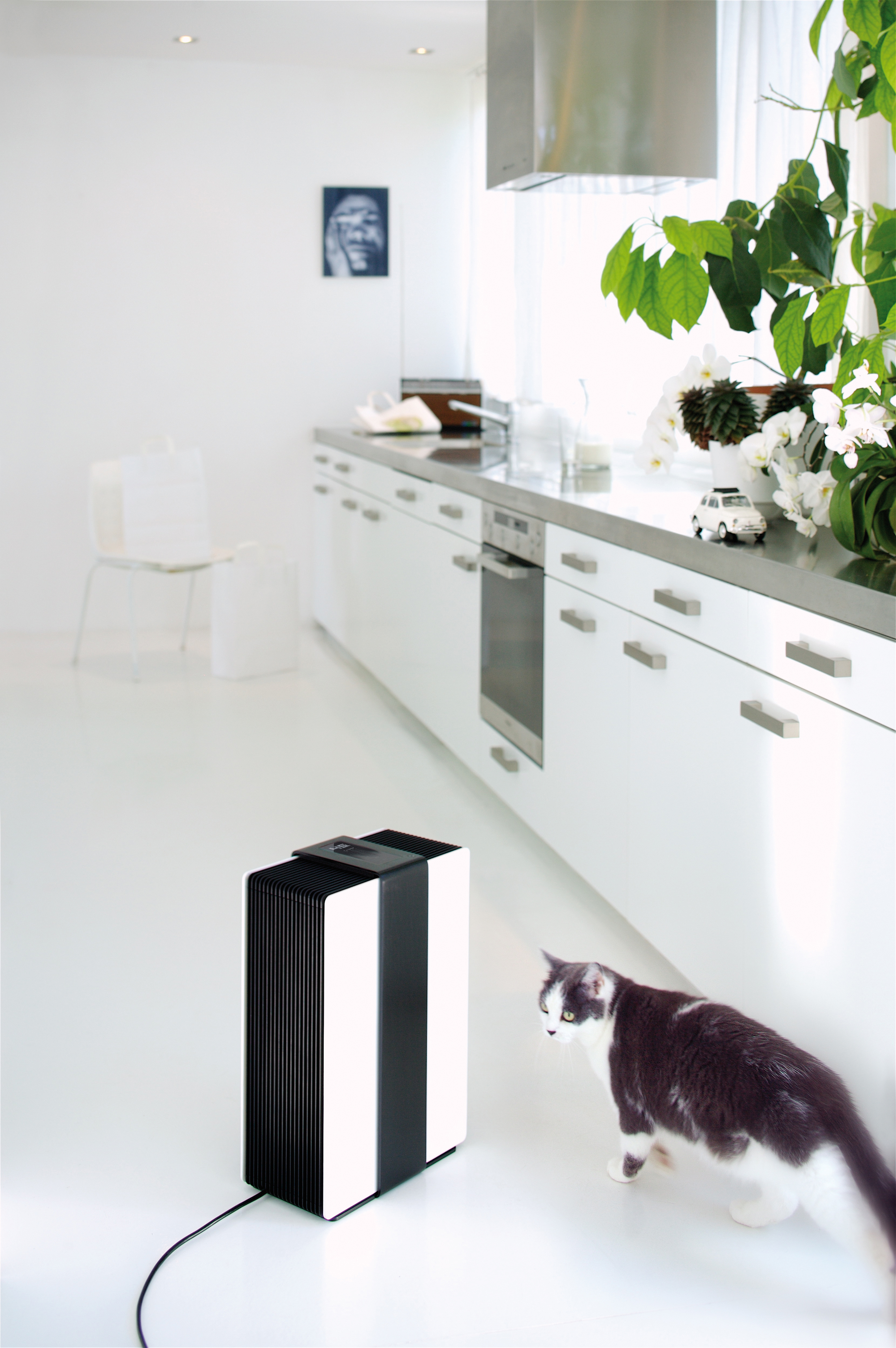 Moderne weiße Küche. Luftreiniger, Katze und Pflanzen im Vordergrund. Schwarz-weiß-Dekor.