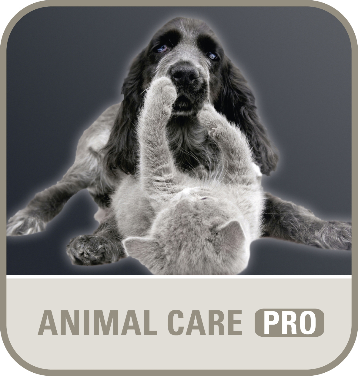 Hund und Katze spielen. Die Katze ist grau und der Hund schwarz und weiß. Text: ANIMAL CARE PRO.