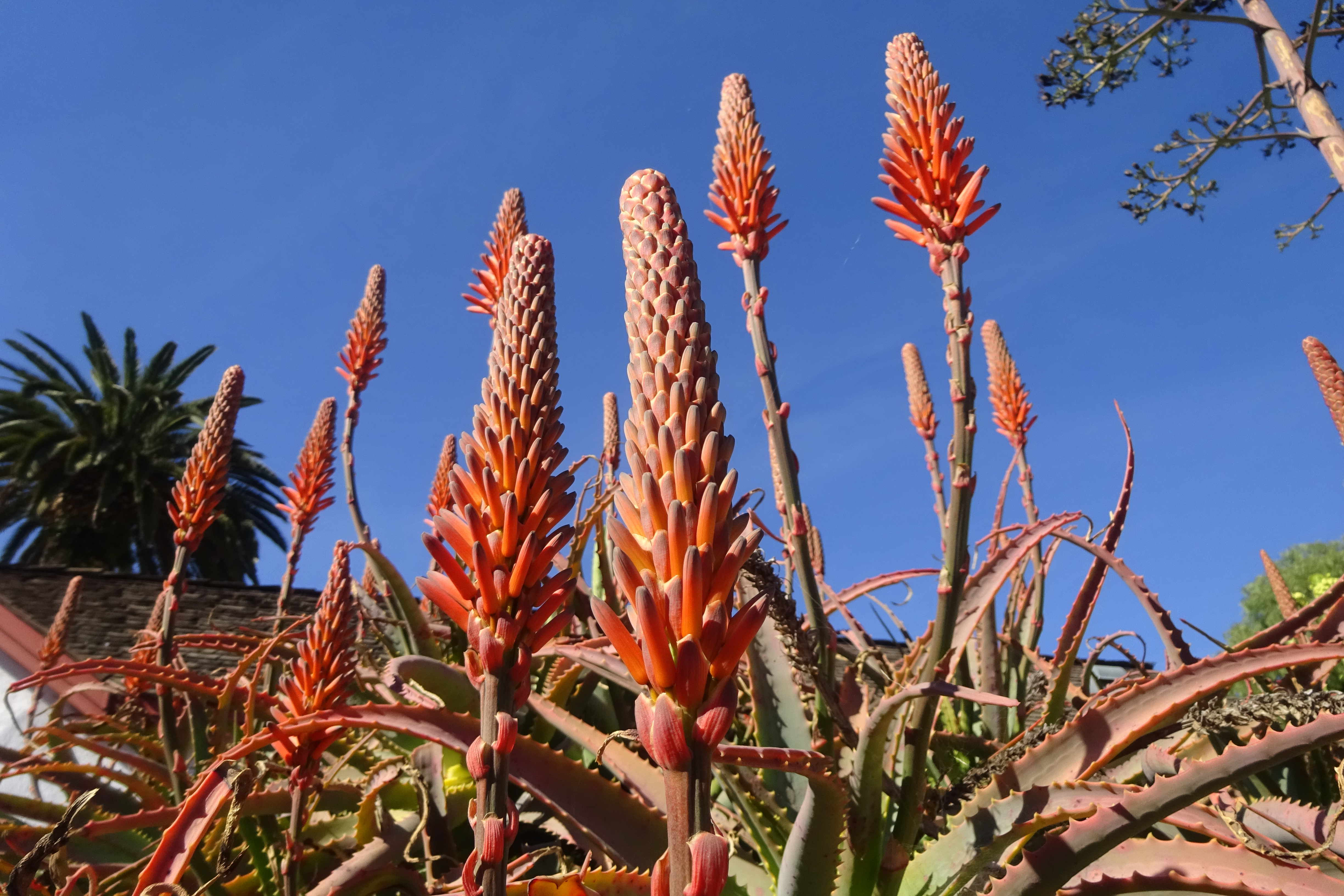 Nahaufnahme von orangen Aloe Vera-Blüten vor blauem Himmel.