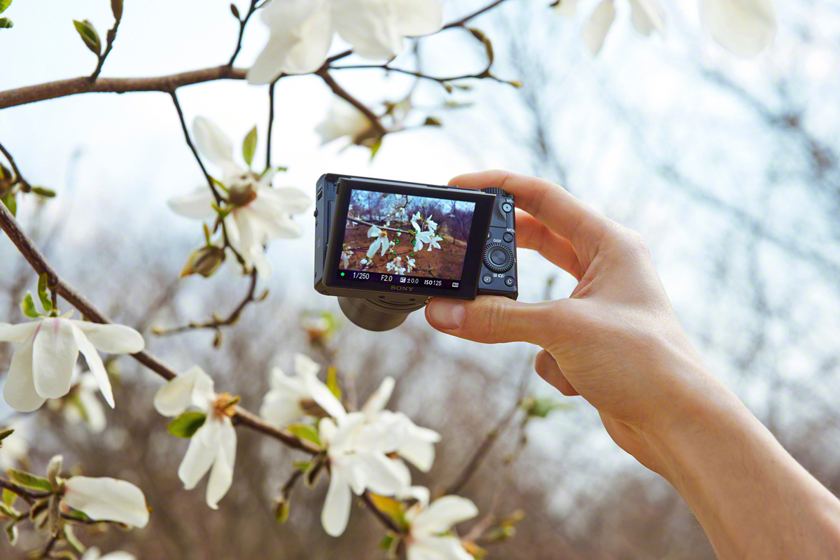 Main tenant un appareil photo, photographiant des fleurs blanches sur une branche. Fond flou avec arbre et ciel.