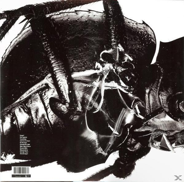 Image en noir et blanc d'un grand insecte. Gros plan, montrant les détails du corps et les pattes.