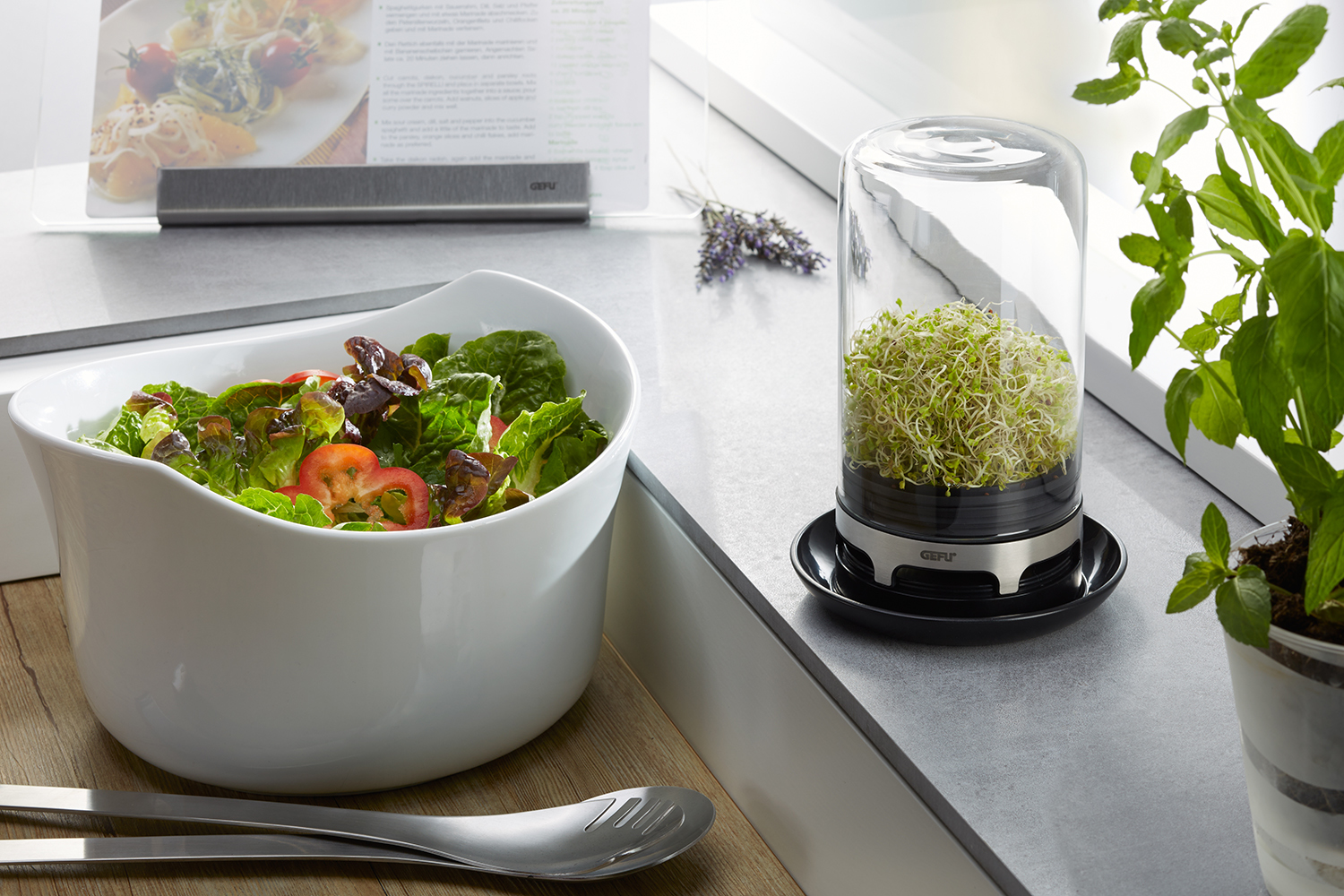 Salatschüssel, Sprossenzüchter mit Sprossen und Kräutern auf der Arbeitsplatte.