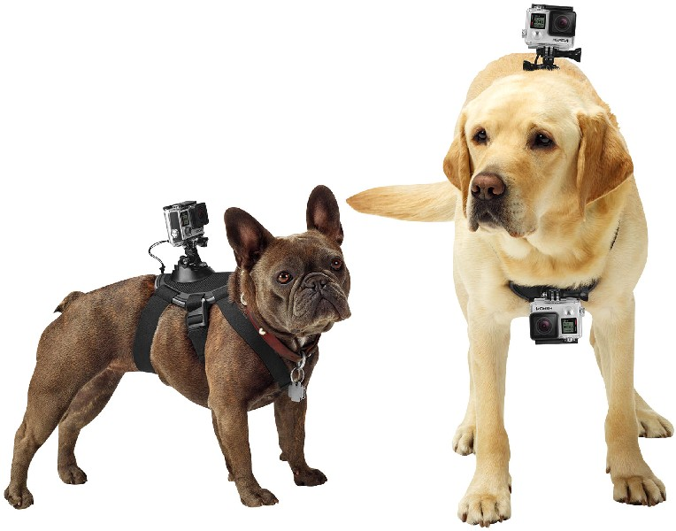 Accesorio GoPro- GoPro Fetch, arnés para perros
