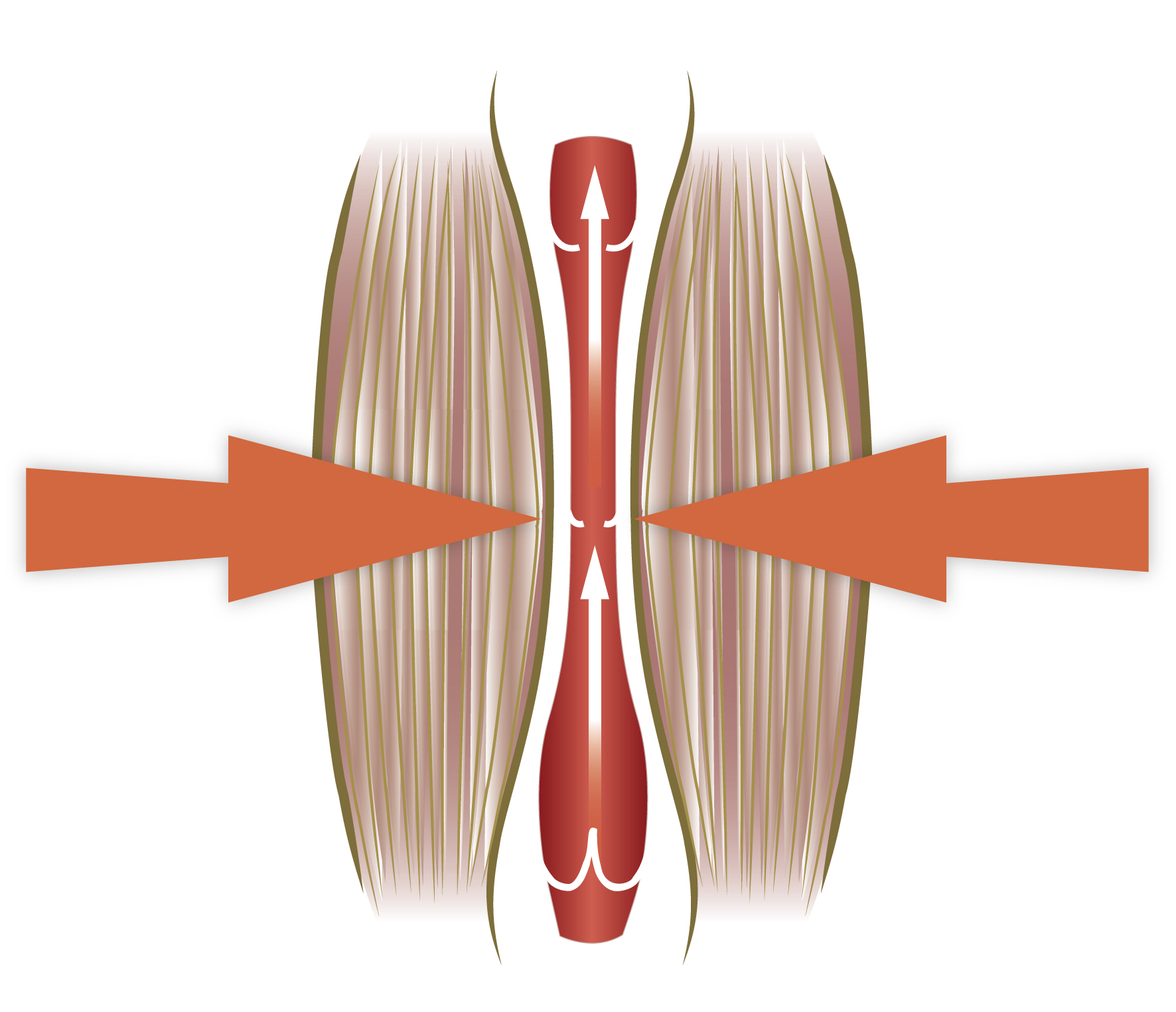 Diagram van spieren met pijlen, die spiercontractie uitbeelden. Rode pijlen duiden druk aan.