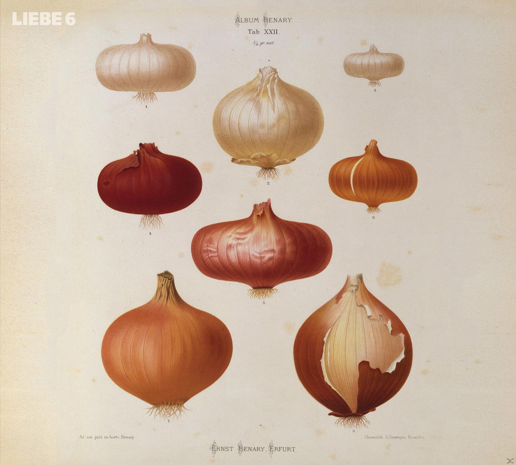 Illustration verschiedener Zwiebeln mit detaillierter Schattierung, mit Nummern versehen und dem Namen des Künstlers.