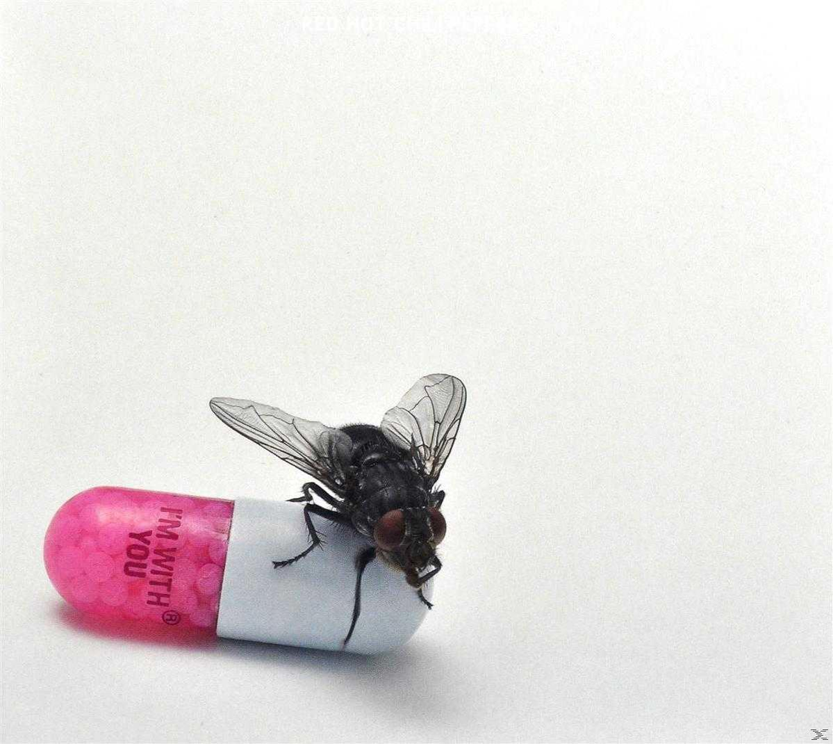 Eine Fliege auf einer rosa-weißen Pille. Die Pille trägt die Worte 'I'M WITH YOU'. Weißer Hintergrund.