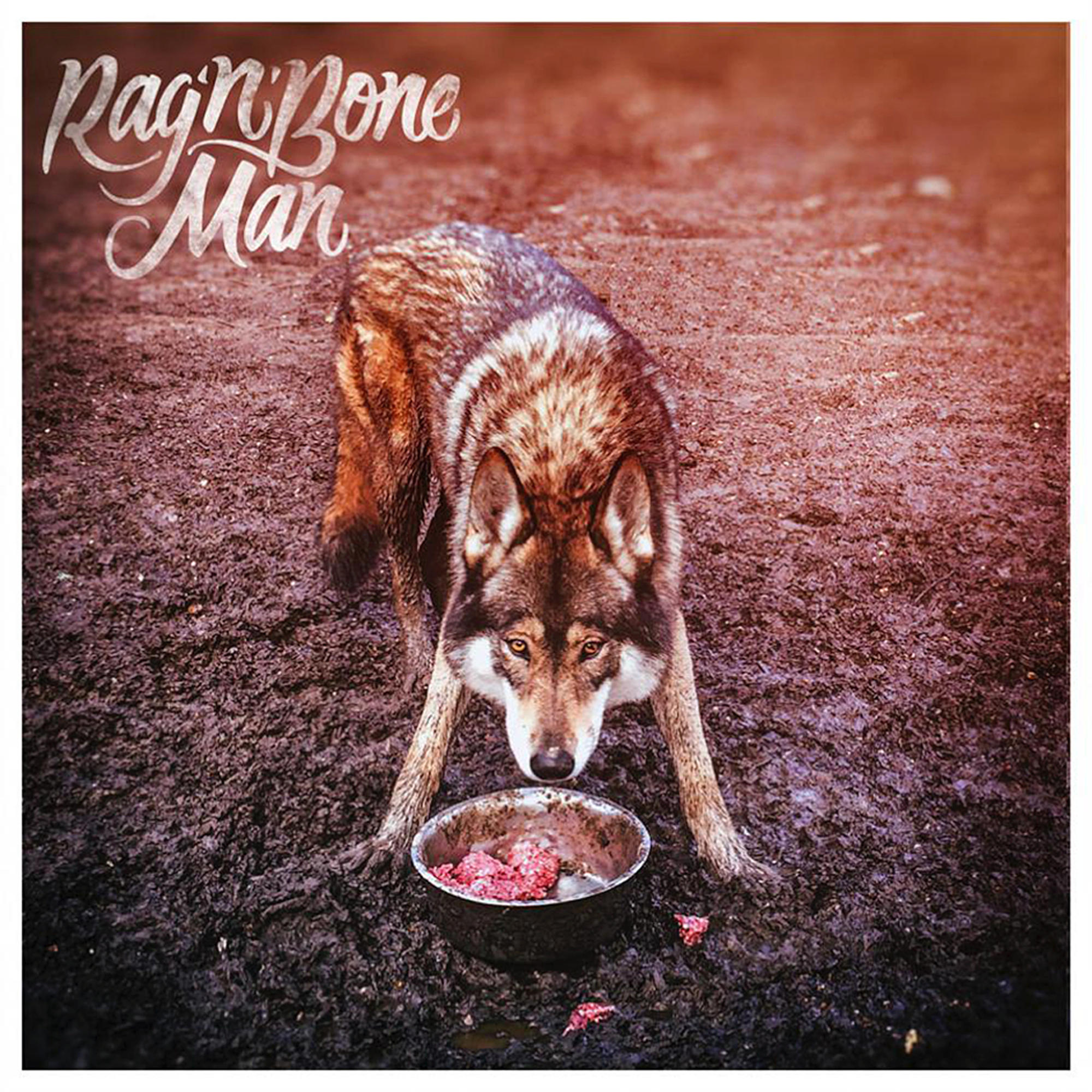 Wolf, der auf eine Schüssel mit Fleisch auf schlammigem Boden blickt. Albumcover-Kunst. Rag'n'Bone Man Titel.